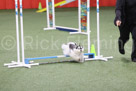 Novice Standard